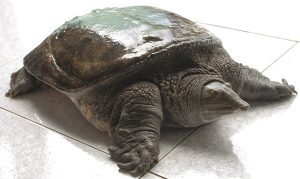 Baba gai có hình giống mặt người