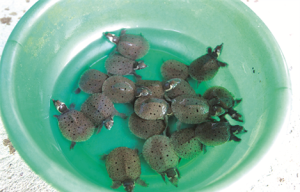 Hướng dẫn cách chăm sóc baba con hiệu quả