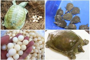 Con ba ba ăn gì? Cách cho baba ăn thức ăn tươi sống