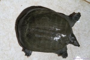 Giá ba ba trên thị trường hiện nay