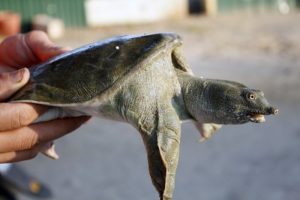 Bỏ thi ĐH, làm giàu nhờ nuôi ba ba