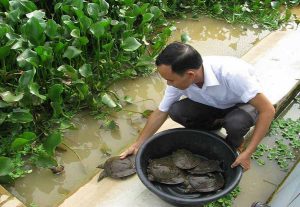 Cách nuôi ba ba cảnh – Kỹ thuật nuôi ba ba cảnh