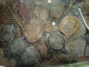 Mô hình nuôi ba ba ở miền Bắc ? Những ưu nhược điểm của mô hình này mà bạn cần biết?