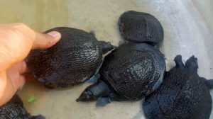 Nuôi ba ba vào mùa đông cần có những kỹ thuật nhất định